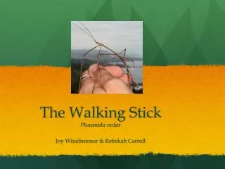 The Walking Stick Phasmida order