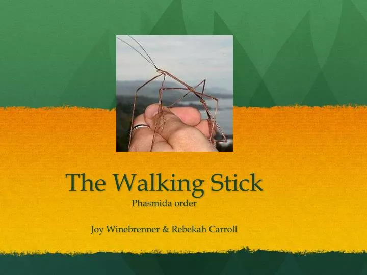 the walking stick phasmida order