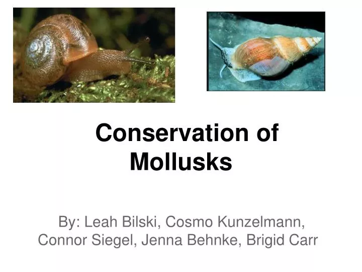 conservation of mollusks