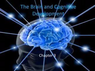 The Brain and Cognitive Development