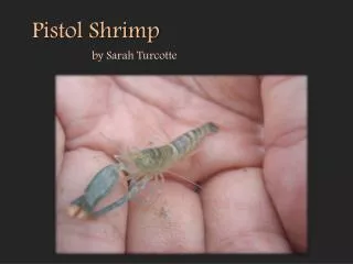 Pistol Shrimp