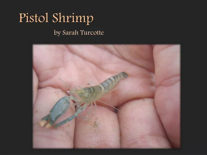 tiger pistol shrimp sound