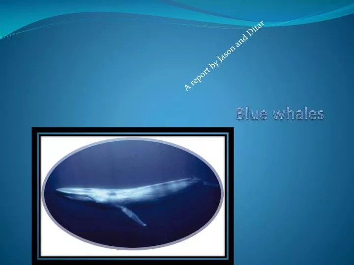 blue whales