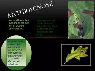 ANTHRACNOSE