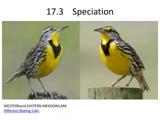 17.3 Speciation