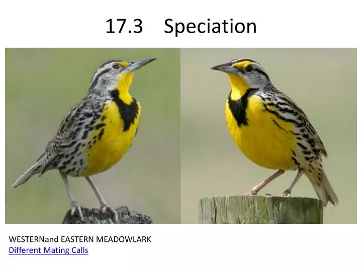 17 3 speciation