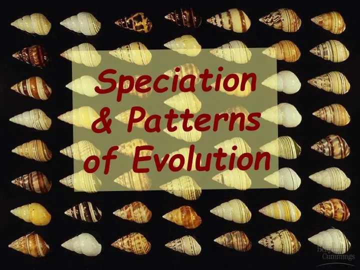 speciation patterns of evolution