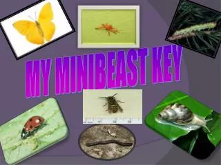 My Minibeast Key