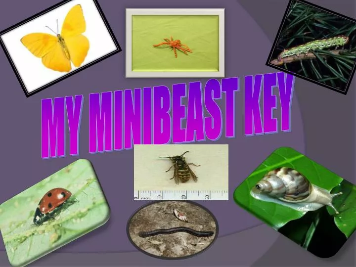 my minibeast key