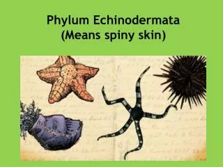Phylum Echinodermata (Means spiny skin)