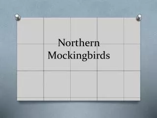 Northern Mockingbirds