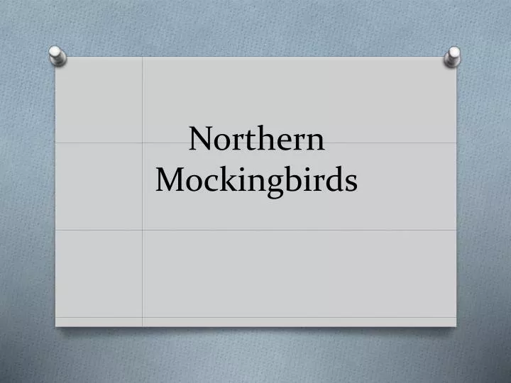 northern mockingbirds
