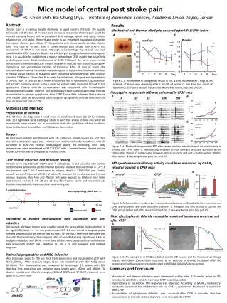 Mice model of central post stroke pain