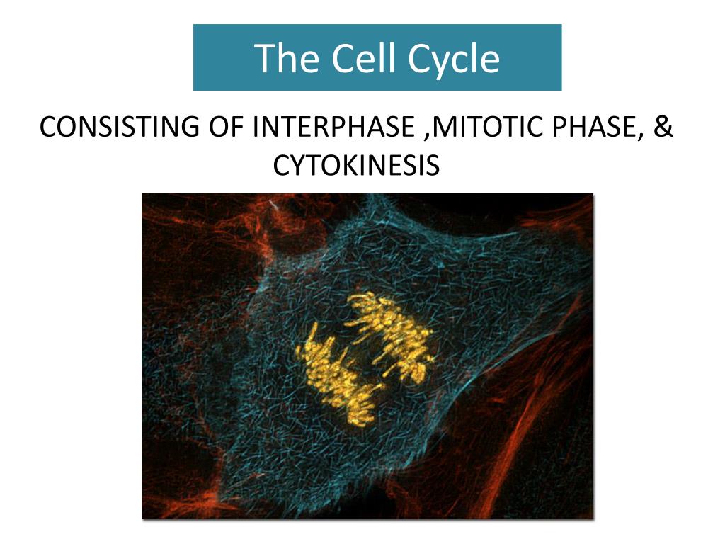 PPT - The Cell Cycle PowerPoint Presentation, free download - ID:2013286