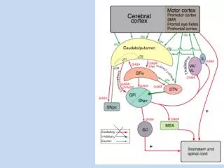 Two parallel mechanisms in the basal ganglia. In parallel