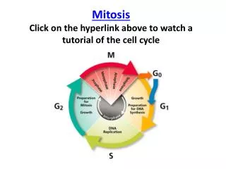 Mitosis Click on the hyperlink above to watch a tutorial of the cell cycle