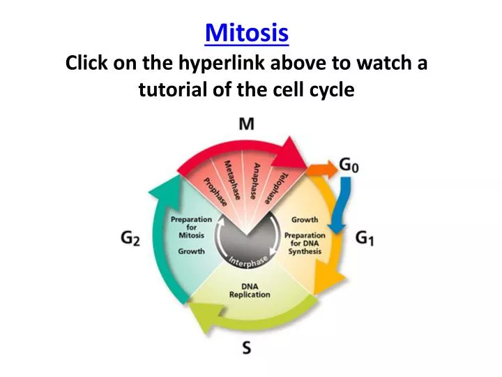 mitosis click on the hyperlink above to watch a tutorial of the cell cycle