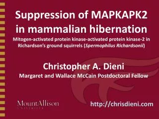 Suppression of MAPKAPK2 in mammalian hibernation