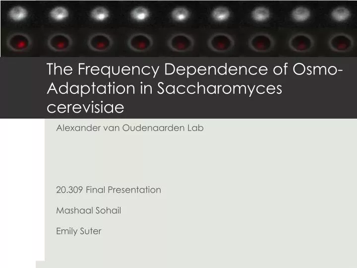 the frequency dependence of osmo adaptation in saccharomyces cerevisiae