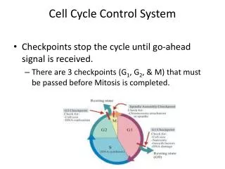 Cell Cycle Control System