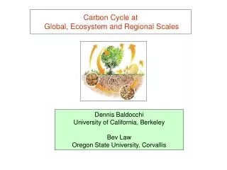 Carbon Cycle at Global, Ecosystem and Regional Scales
