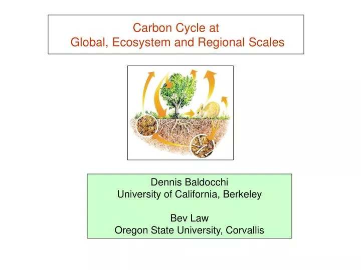 carbon cycle at global ecosystem and regional scales