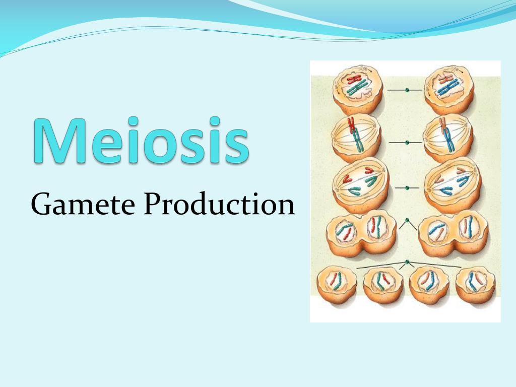 PPT - Meiosis PowerPoint Presentation, free download - ID:2014163