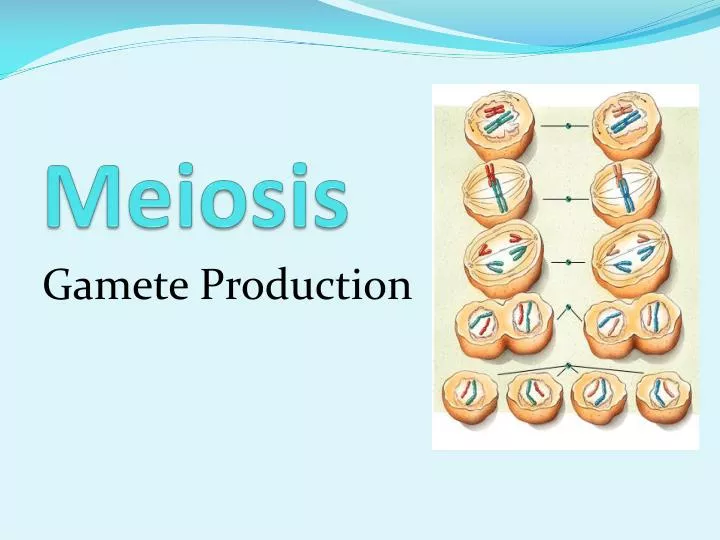 meiosis