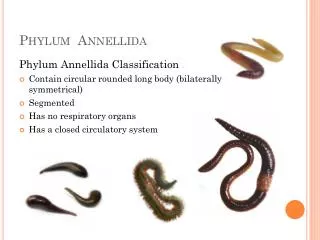 Phylum Annellida