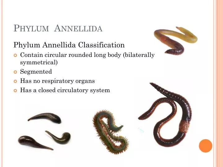 phylum annellida
