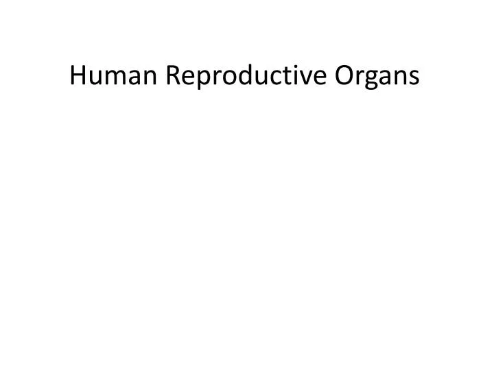 human reproductive organs
