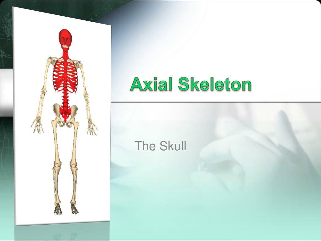 PPT - Axial Skeleton PowerPoint Presentation, free download - ID:2014373