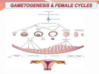 GAMETOGENESIS &amp; FEMALE CYCLES