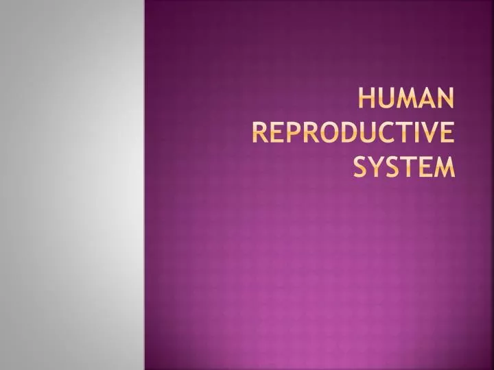 human reproductive system