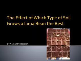 The Effect of Which Type of Soil Grows a Lima Bean the Best