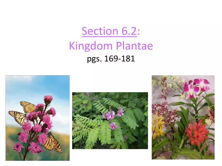 section 6 2 kingdom plantae pgs 169 181
