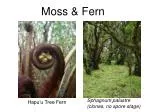 Moss &amp; Fern - slide 1