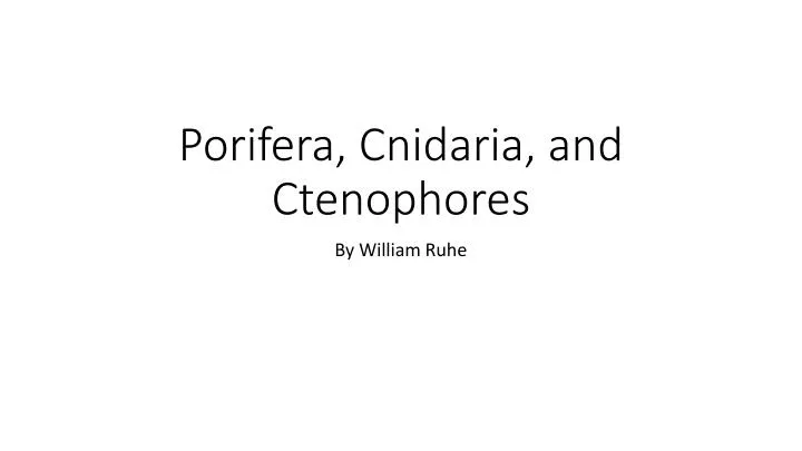 porifera cnidaria and ctenophores