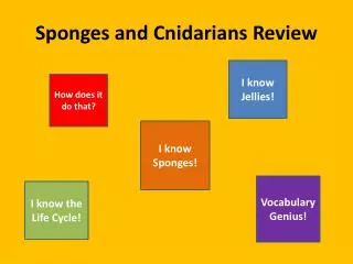 Sponges and Cnidarians Review