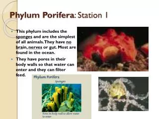 Phylum Porifera : Station 1
