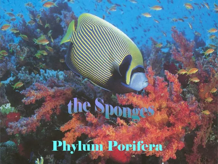 phylum porifera