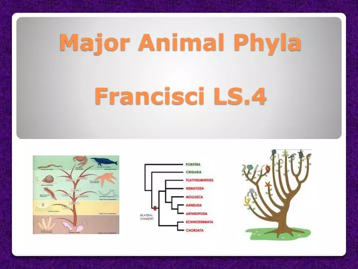 major animal phyla francisci ls 4