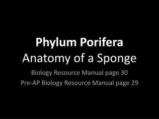 Phylum Porifera Anatomy of a Sponge