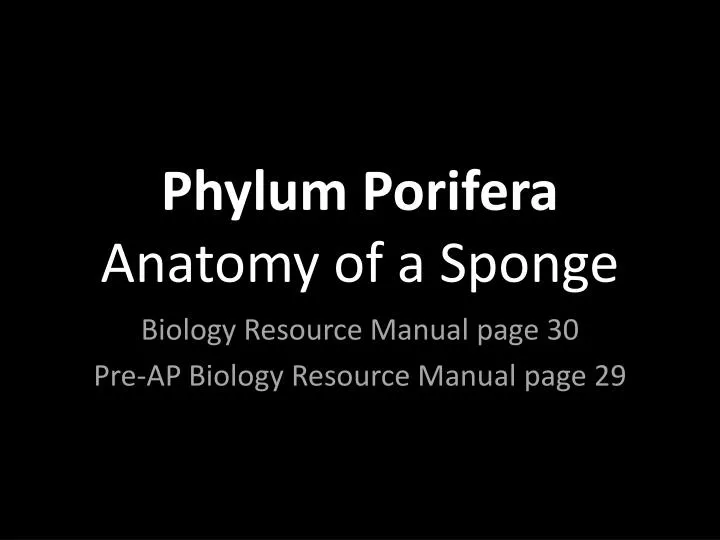 phylum porifera anatomy of a sponge