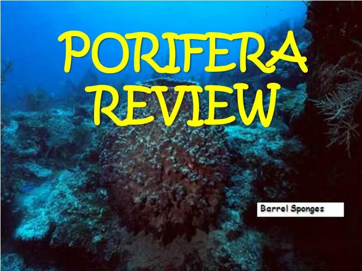 porifera review
