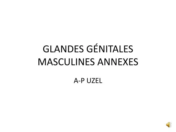 glandes g nitales masculines annexes