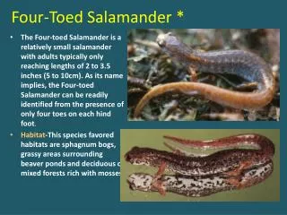 Four-Toed Salamander *