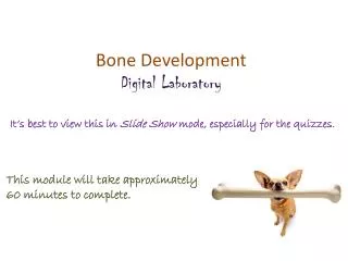 Bone Development Digital Laboratory