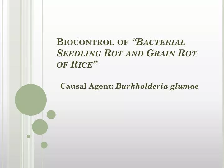 biocontrol of bacterial seedling rot and grain rot of rice