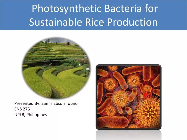 photosynthetic bacteria for sustainable rice production